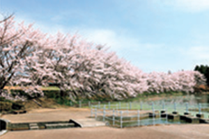 桜の道(観光サイト)
