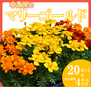 サンプル画像